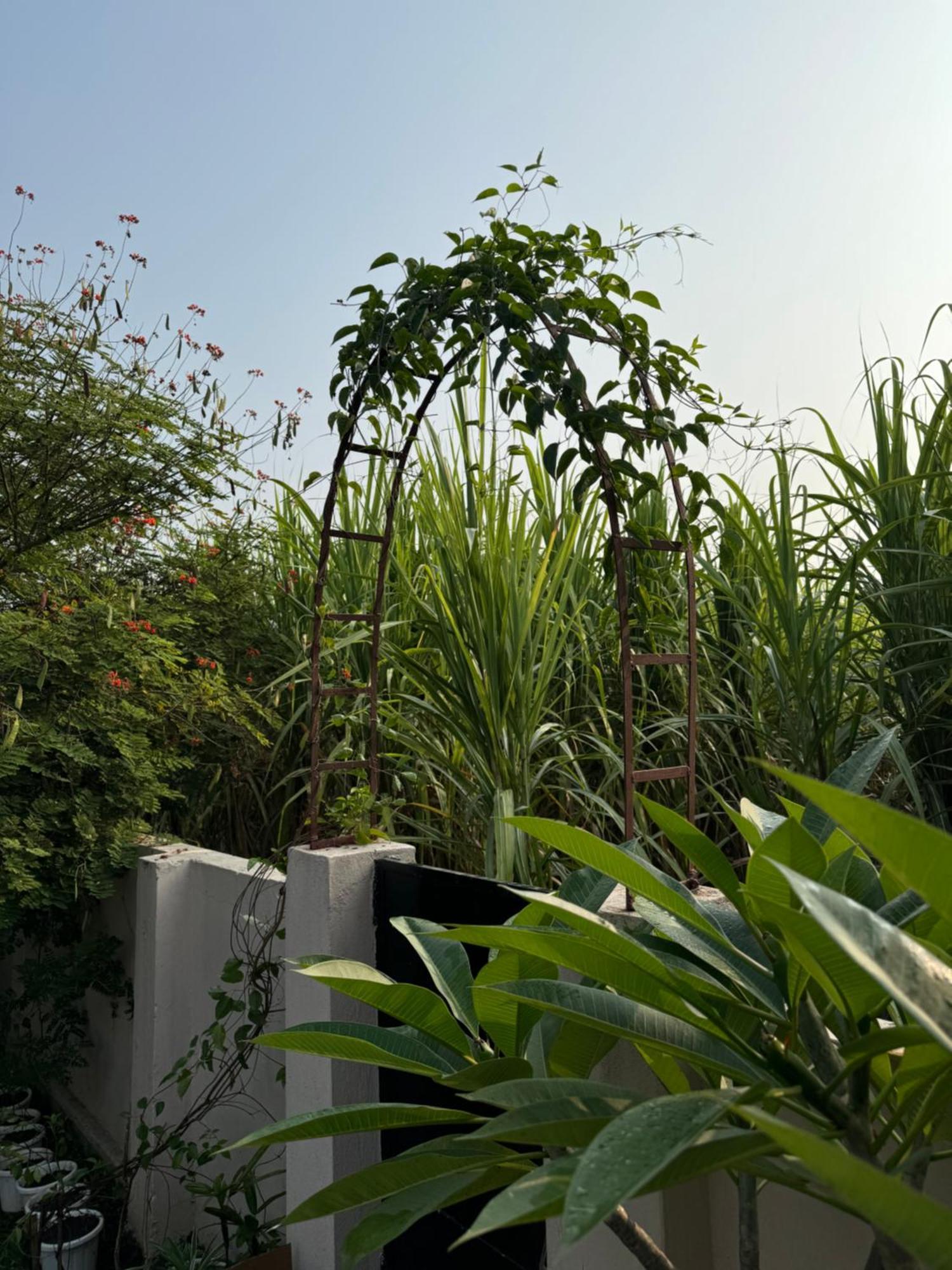 The Bougainvillea Cottage Farmstay Near Dehradun , 2 Bedroom Private Cottage Next To Fields And Orchards With Hill Views Εξωτερικό φωτογραφία