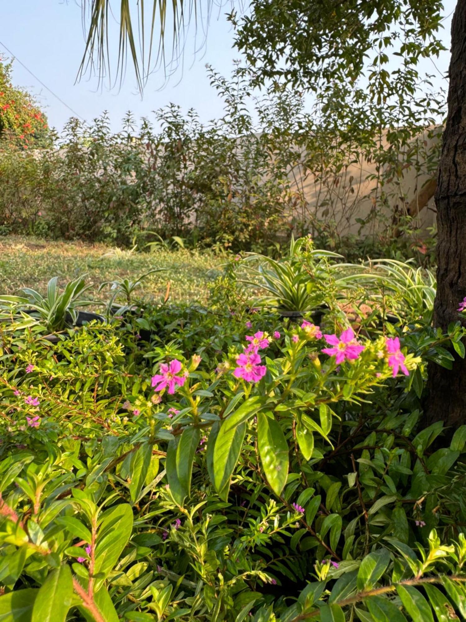 The Bougainvillea Cottage Farmstay Near Dehradun , 2 Bedroom Private Cottage Next To Fields And Orchards With Hill Views Εξωτερικό φωτογραφία