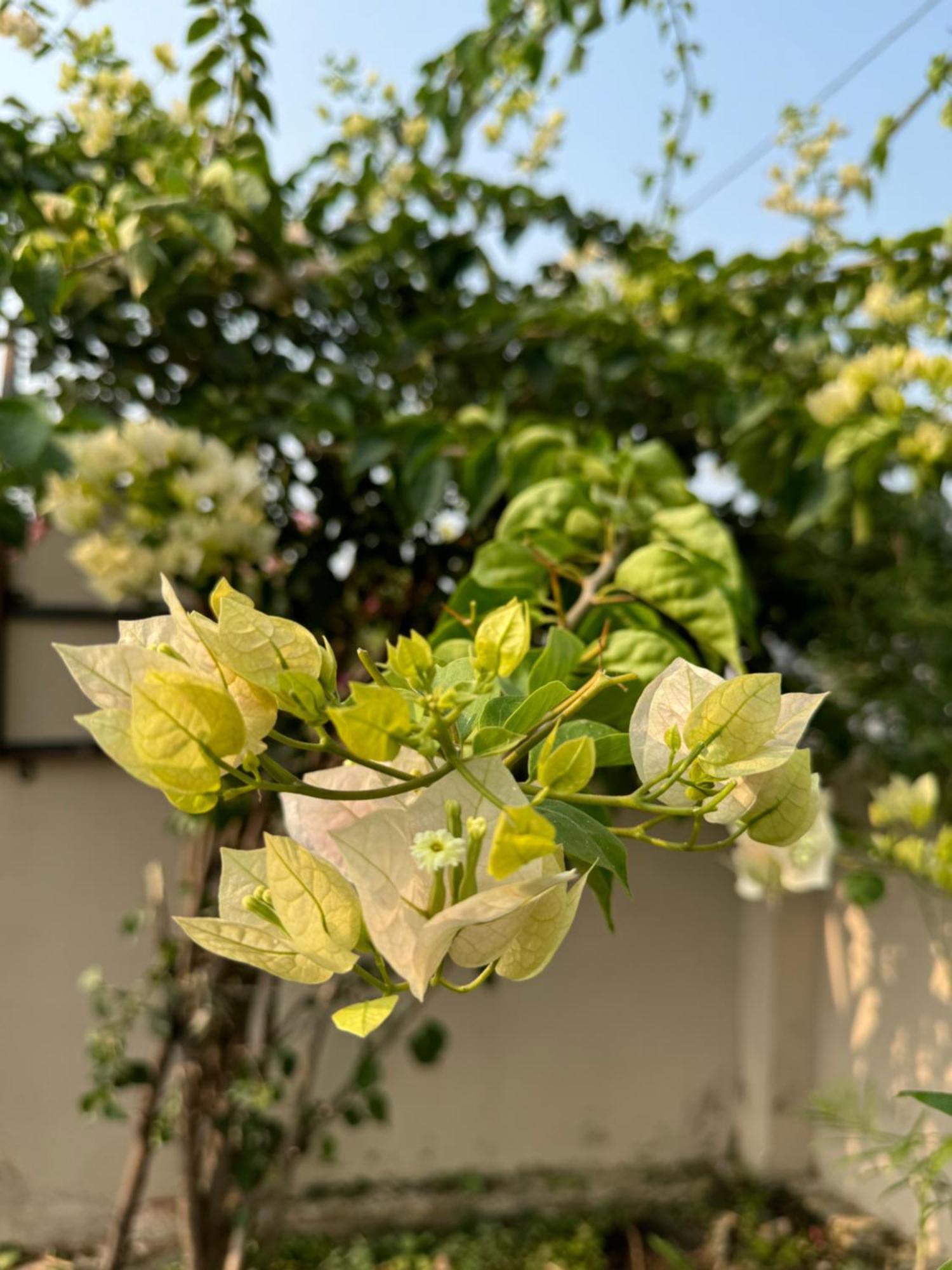 The Bougainvillea Cottage Farmstay Near Dehradun , 2 Bedroom Private Cottage Next To Fields And Orchards With Hill Views Εξωτερικό φωτογραφία